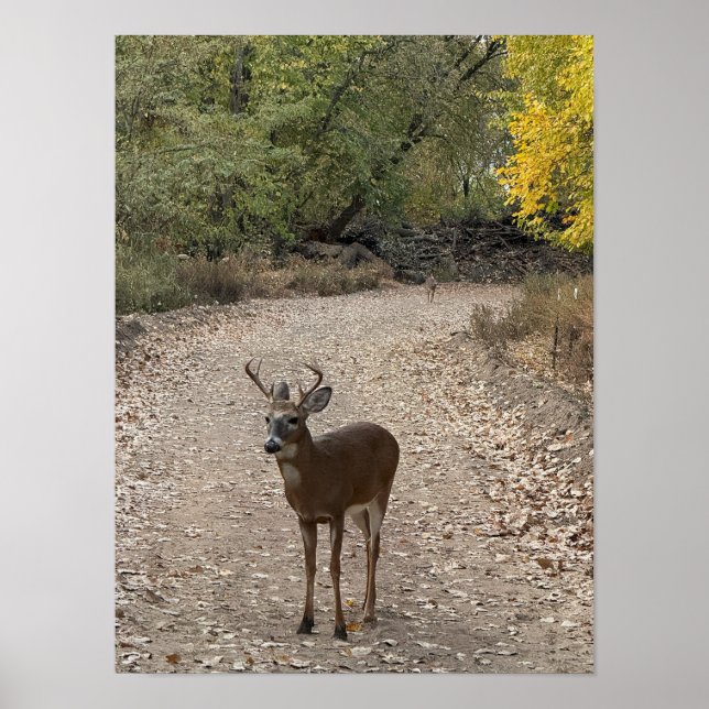 Poster "Dee on Trail" (Vorne)