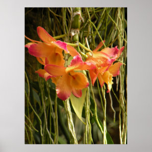 Poster, Dendrobium Orchideen Orange und Rosa Poster