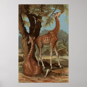 Poster der Afrikanischen Giraffe