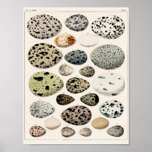 POSTER DER ILLUSTRATION DER EIER DER VINTAGEN VÖG