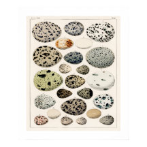 POSTER DER ILLUSTRATION DER EIER DER VINTAGEN VÖGE