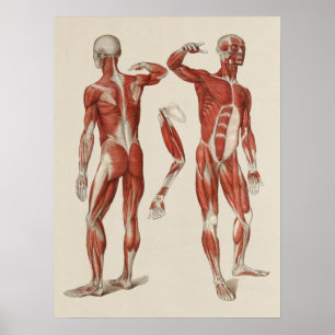 Poster der menschlichen Muskelanatomie