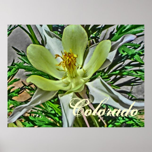 Poster der weißen Kolumne Blume (Vorne)