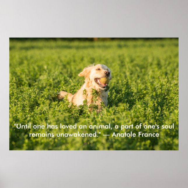 Poster des Goldenen Retriever mit Zitat (Vorne)
