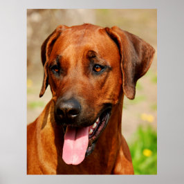 Poster des Rhodesian Ridgeback Hundes.