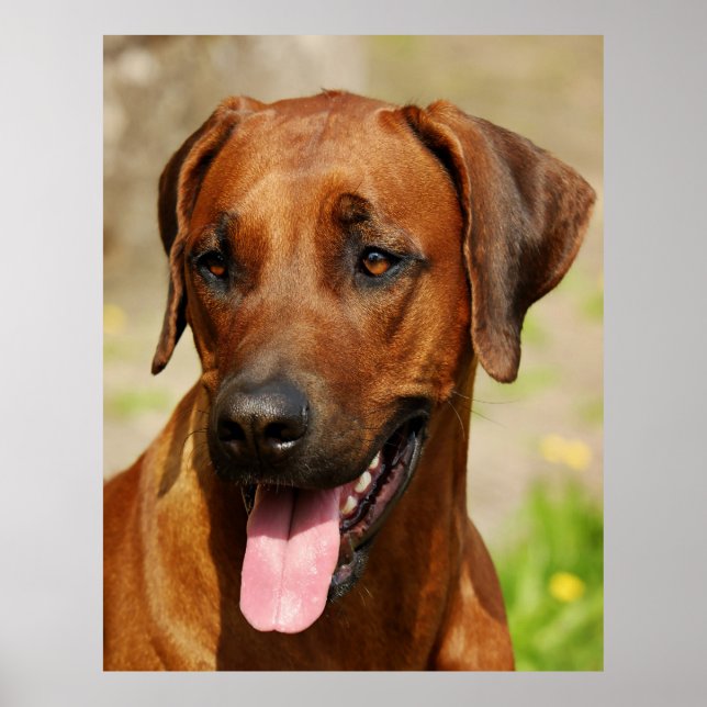Poster des Rhodesian Ridgeback Hundes. (Vorne)