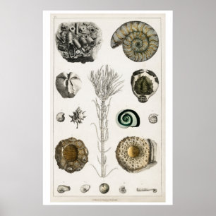 Poster des Vintage-"Fossilien" von Oliver Goldsmit