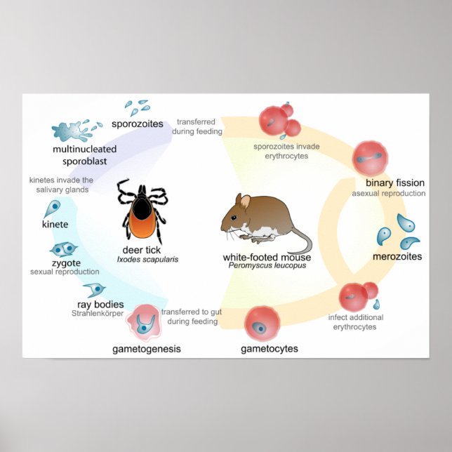 Poster Diagramm Babesia microti Lebenszyklus (Vorne)