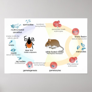 Poster Diagramm Babesia microti Lebenszyklus