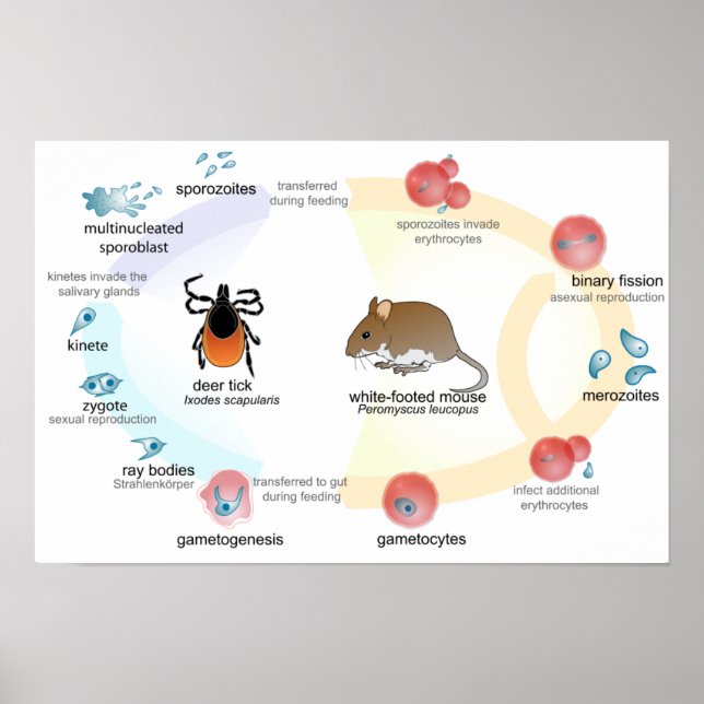 Poster Diagramm Babesia microti Lebenszyklus (Vorne)