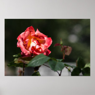 Poster Die verwelkende Rose