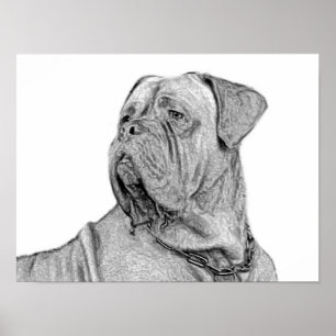 Poster Dogue de Bordeaux