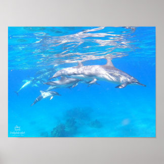 Poster "Dolphin Family"