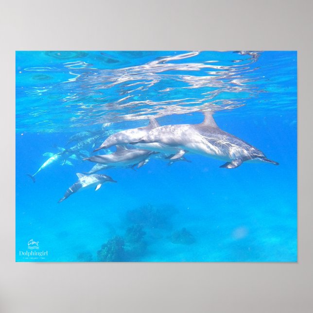 Poster "Dolphin Family" (Vorne)