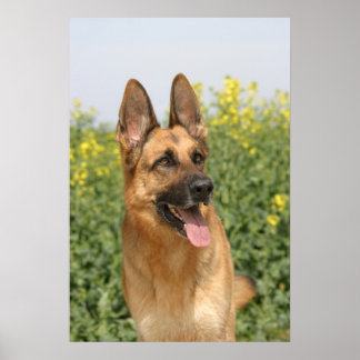 Poster-Druck für den deutschen Schäferhund Poster