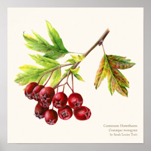 Poster drucken von Hawthorn