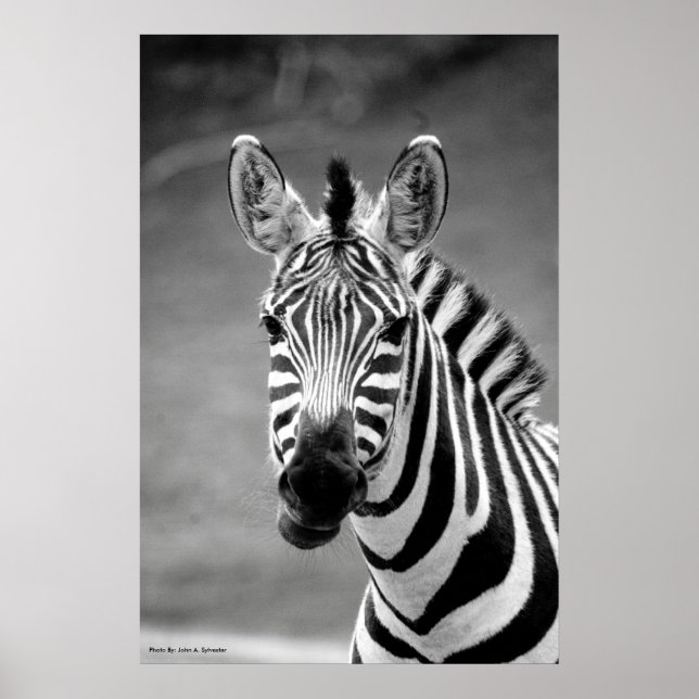 POSTER DSC_8249, Zebra Smile (Vorne)