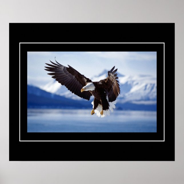 Poster-Eagle Poster (Vorne)