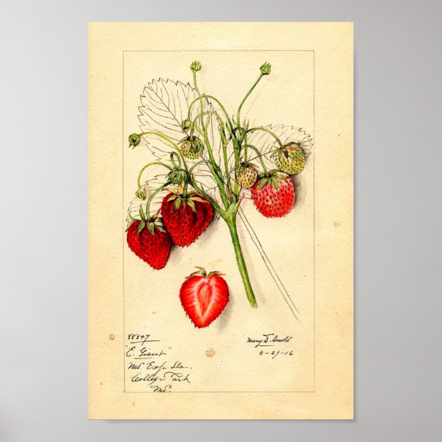 Poster - Eaton Early Riant Erdbeeren (Vorne)