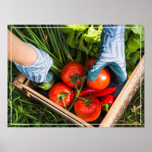 Poster-Ernte Poster (Vorne)