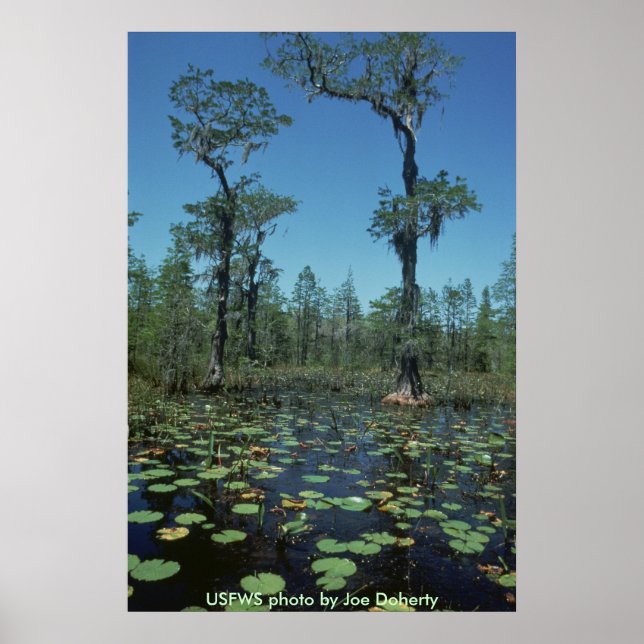 Poster/Feuchtgebiete, Okefenokee, NWR Poster (Vorne)