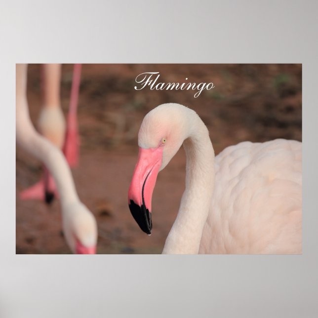 Poster Flamingo (Vorne)