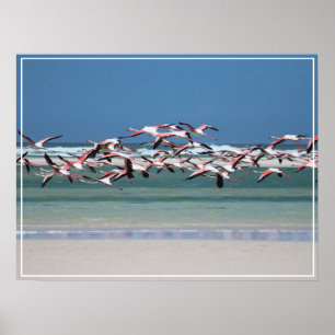 Poster-Flamingos Poster