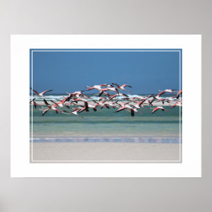 Poster-Flamingos Poster