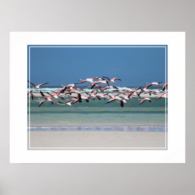 Poster-Flamingos Poster (Vorne)