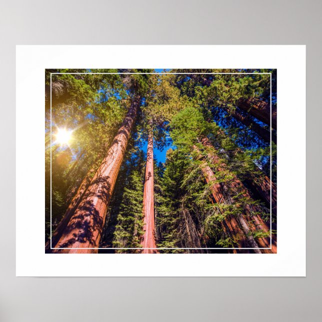 Poster-Forest Poster (Vorne)