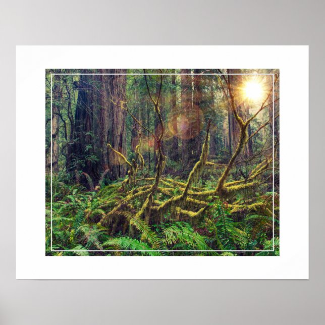 Poster-Forest Poster (Vorne)