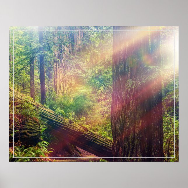 Poster-Forest Poster (Vorne)