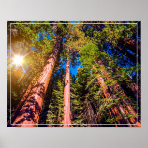 Poster-Forest Poster