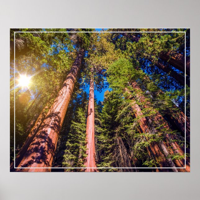 Poster-Forest Poster (Vorne)