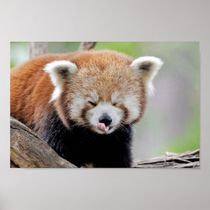 Poster Foto Rote Panda , Tiere 0511.