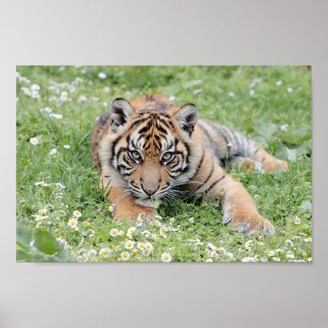 Poster Foto Tigerkatze , Tiere. (Vorne)