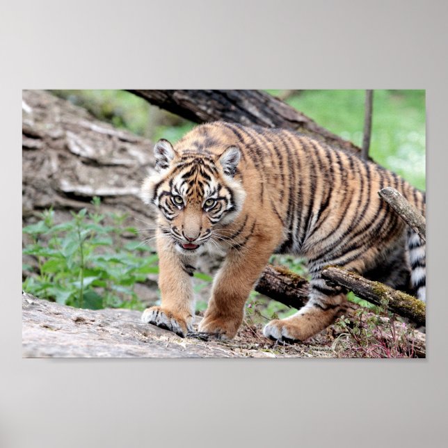 Poster Foto Tigerkatze , Tiere. (Vorne)