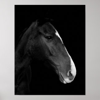 Póster, fotografía caballo blanco y negro. poster
