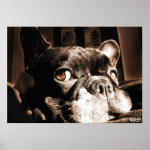 Poster Französischer Bulldogge by Bullylicious