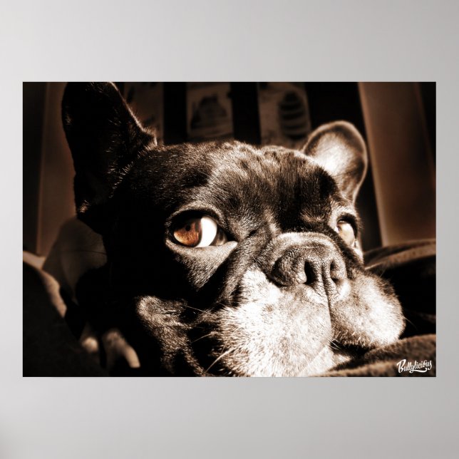 Poster Französischer Bulldogge by Bullylicious (Vorne)