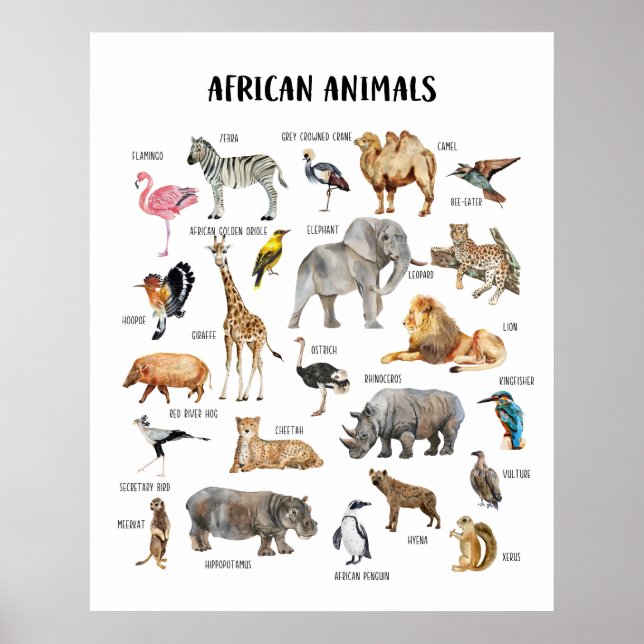 Poster für afrikanische Tiere im Unterricht (Vorne)