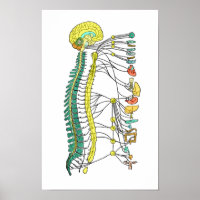 Poster für das autonome Nervensystem