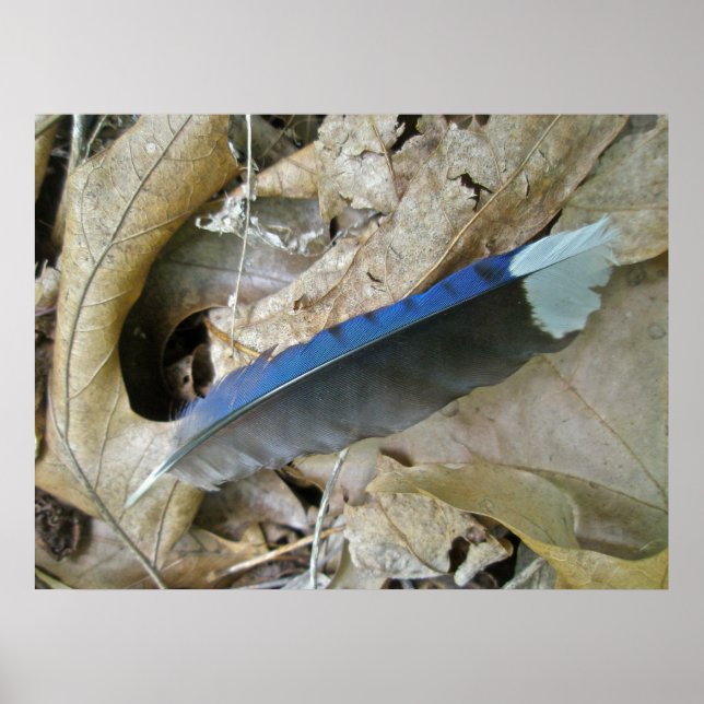 Poster für die Koordination der blauen Jay-Federn (Vorne)