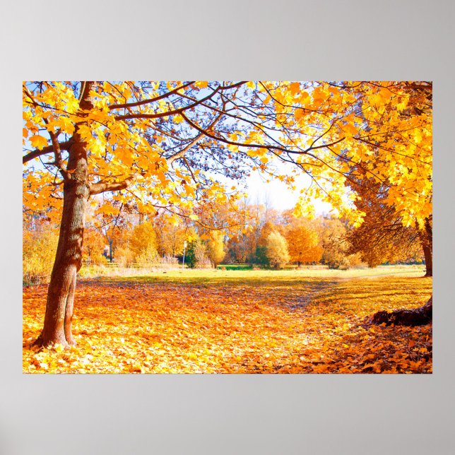 Poster für Herbst-Bäume (A vibrant autumn landscape filled with golden leaves and trees. )