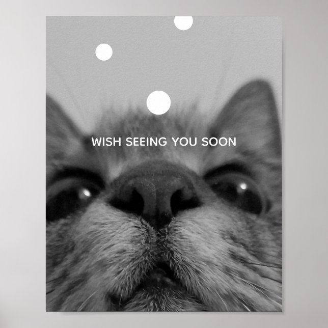 Poster für Schwarz/Weiß-Katzen (Vorne)