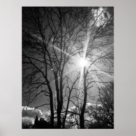 Poster für Sonnenstrahlen und Baumzweige