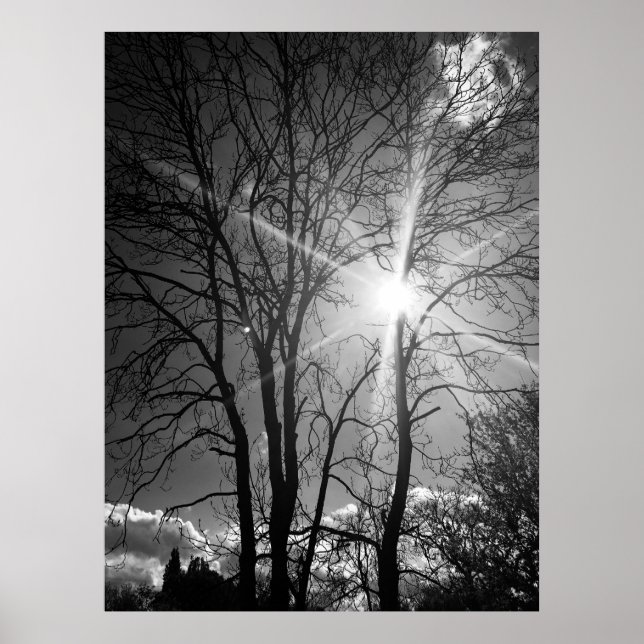 Poster für Sonnenstrahlen und Baumzweige (Vorne)