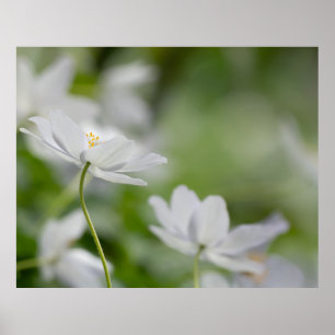 Poster für weiße Blume