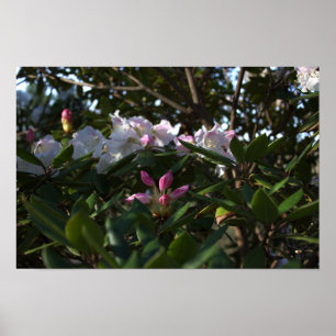 Poster für weiße und rosa Blume