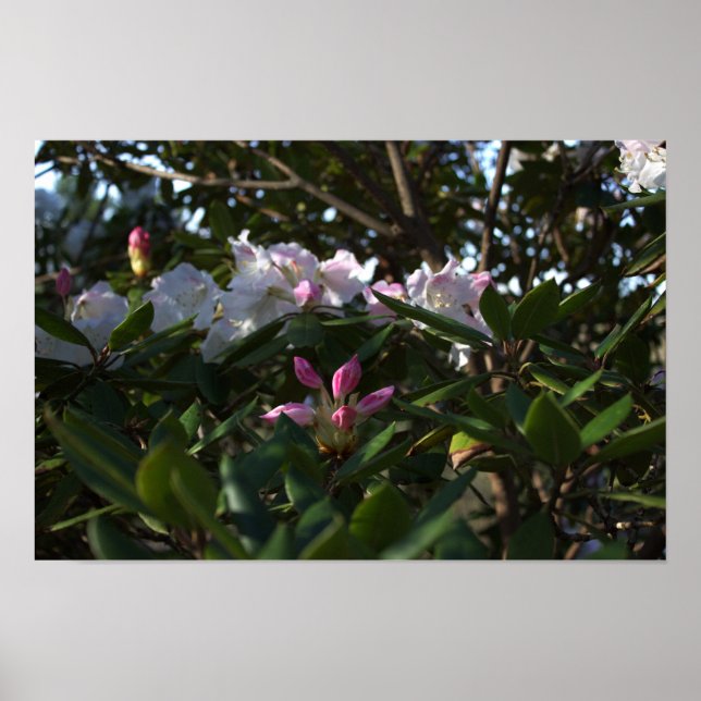 Poster für weiße und rosa Blume (Vorne)